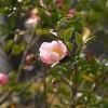 山茶花の蕾
