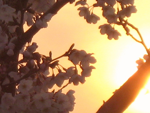 夕日を背にした桜