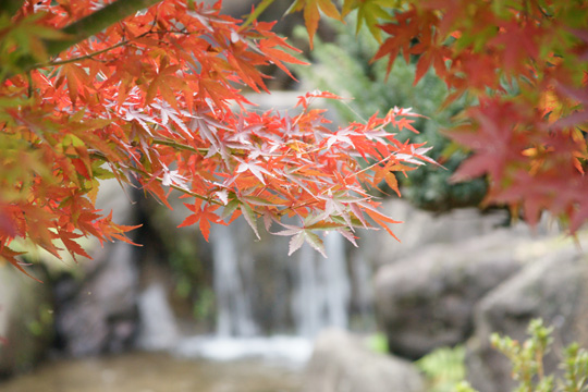 α700で撮る紅葉1