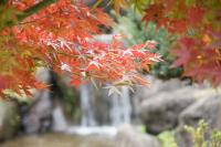 α700 で撮る紅葉 in 庄川水記念公園 その1