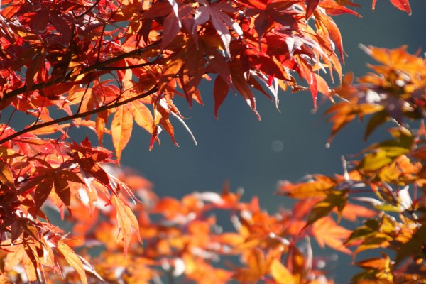 庄川水記念公園の紅