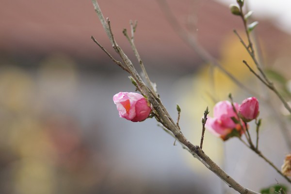 山茶花の蕾