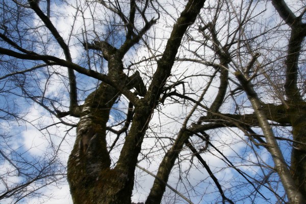 桜の枝と空