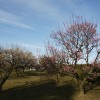 富山県の梅の名所「内山亭」で梅と椿を撮る