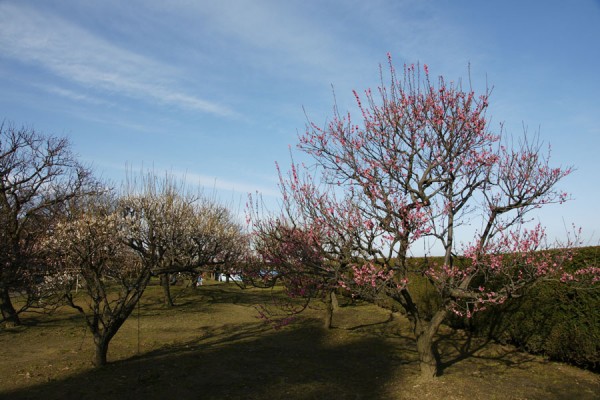 内山亭の梅園