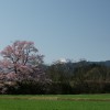 富山の桜・向野のエドヒガン