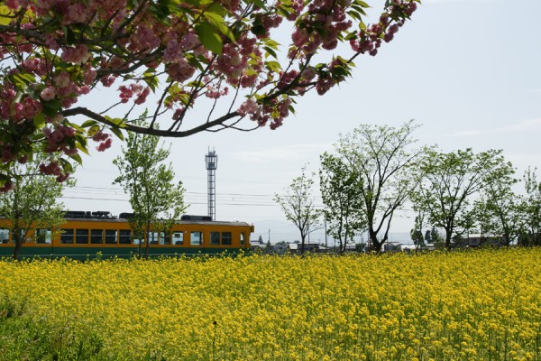 菜の花畑と八重桜と地鉄電車