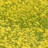 富山市営農サポートセンターで菜の花畑を撮る