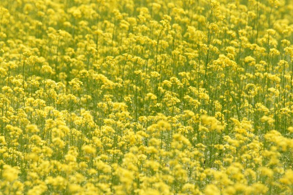 富山市営農サポートセンターの菜の花畑2