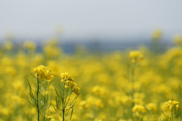 富山市営農サポートセンターの菜の花畑1