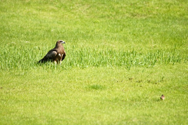 鳶と雀