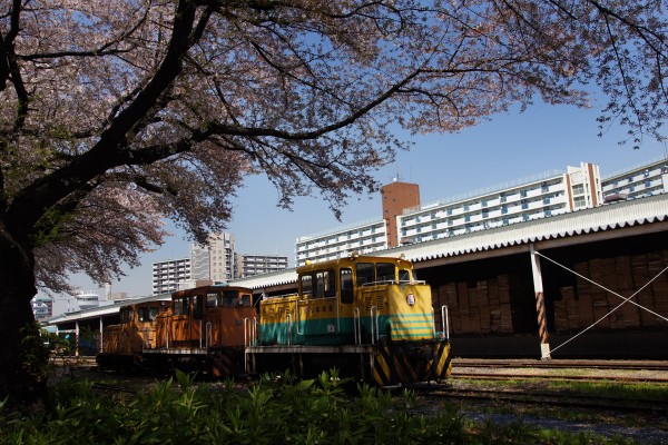 北王子貨物駅と桜