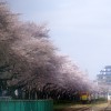 北王子貨物駅のスイッチャーと桜
