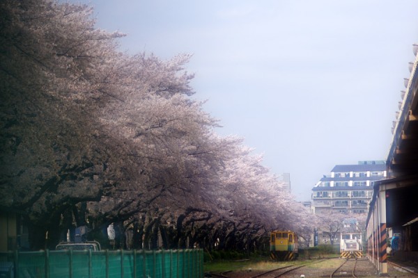 北王子貨物駅と桜