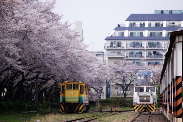 北王子貨物駅と桜
