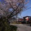 散り始めの桜と貨物列車