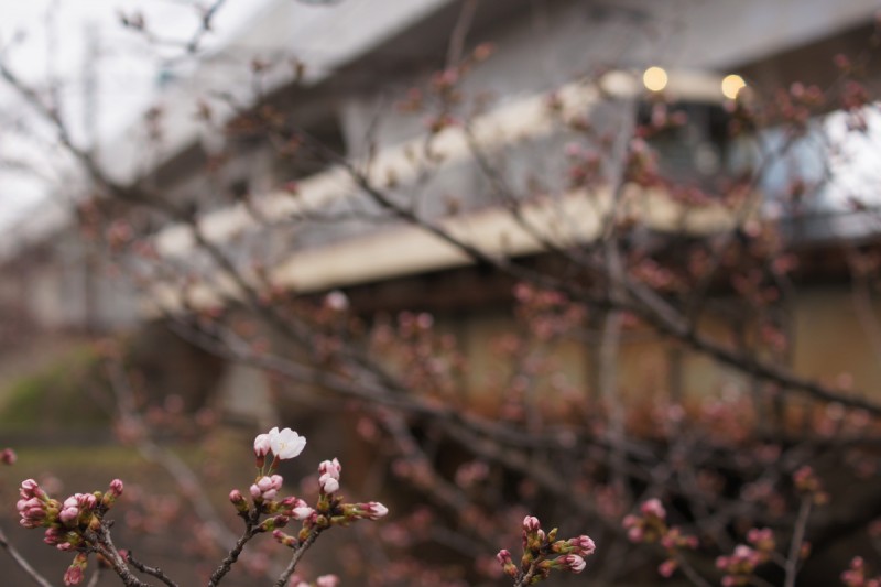 さくらの開花が発表された